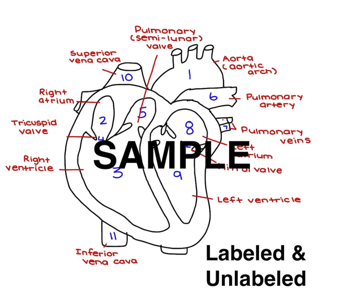 label the parts of the heart