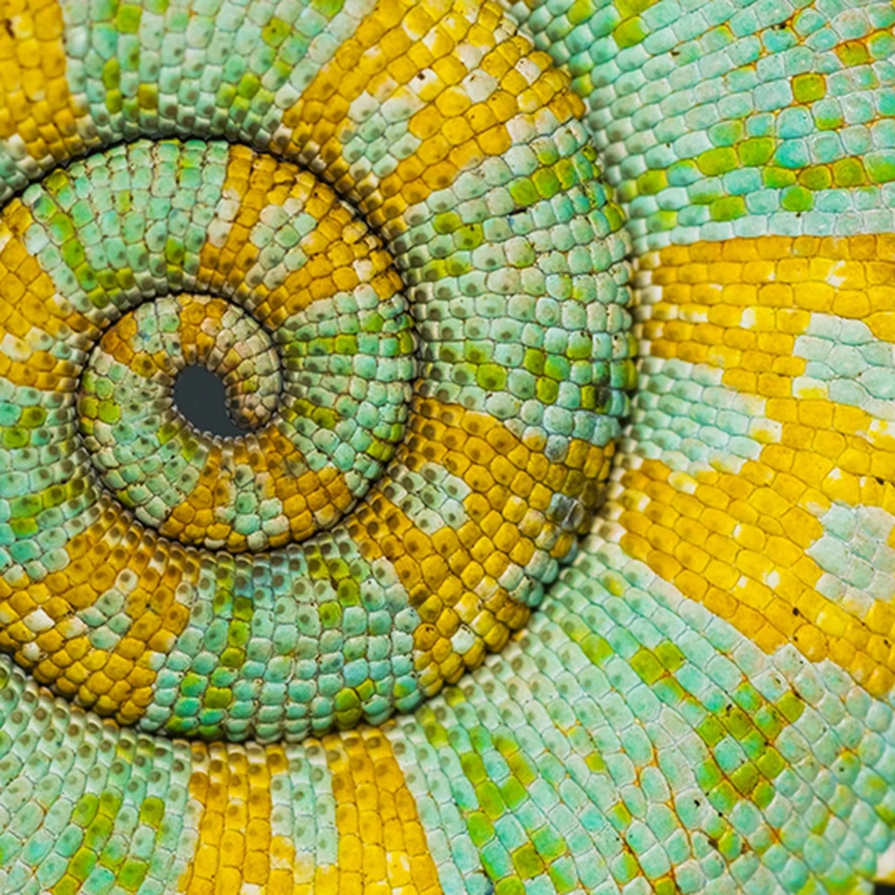 The Science Behind Nature s Patterns