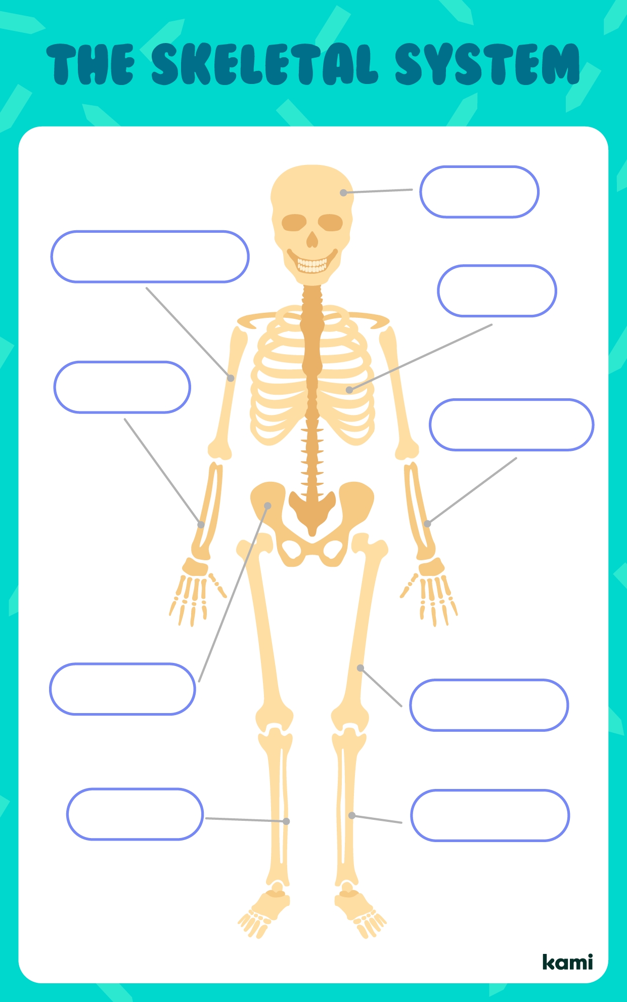 The Skeletal System For Teachers Perfect For Grades 10th 11th Worksheets Library