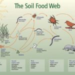 The Soil Food Web Southern Exposure Seed Exchange