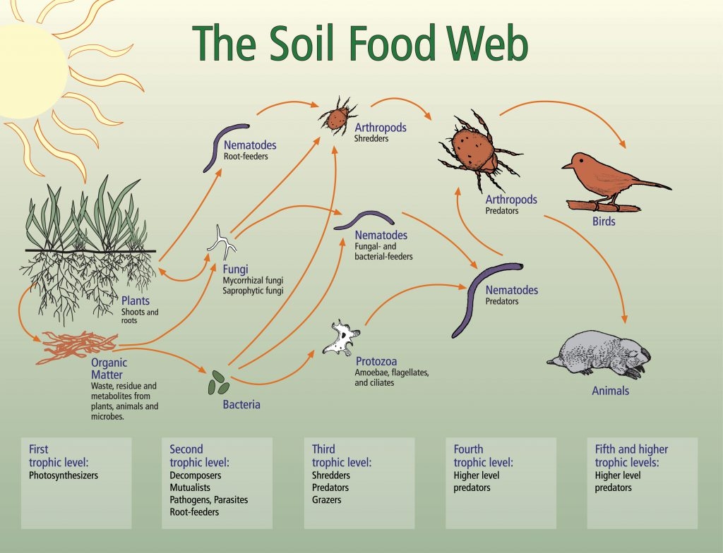 The Soil Food Web Southern Exposure Seed Exchange