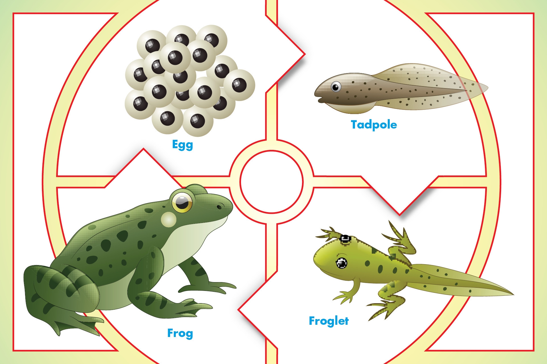 TIME For Kids Lifecycle Of A Frog