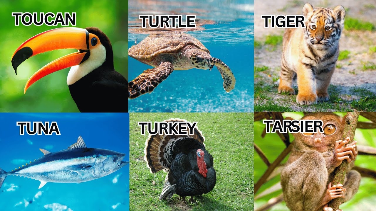 animals starting with the letter t animals starting with the letter t