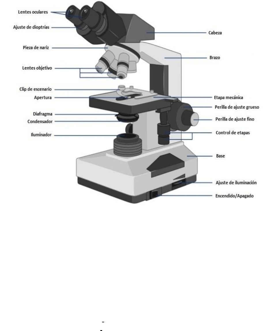 partes de una microscopio partes de una microscopio