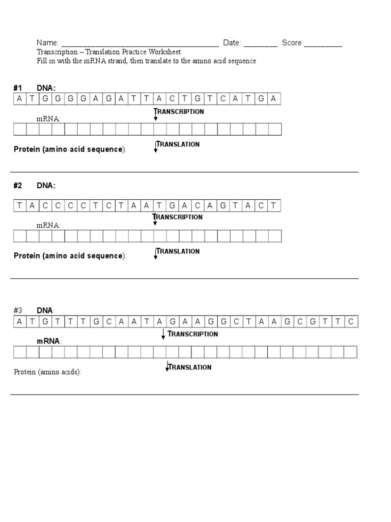 Transcription And Translation PDF Translation Biology Worksheets Library