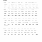 Transcription And Translation Practice For Each Of The Following Worksheets Library