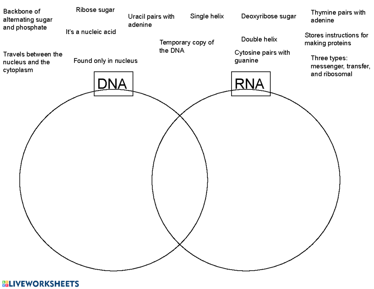 U5 D1 DNA RNA Venn Diagram word Bank BIO 101 D04 It s A Nucleic Acid Backbone Of Alternating Studocu