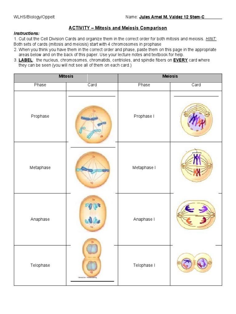 Understanding Mitosis And Meiosis Through Card Sorting PDF Worksheets Library Understanding Mitosis And Meiosis Through Card Sorting PDF Worksheets Library