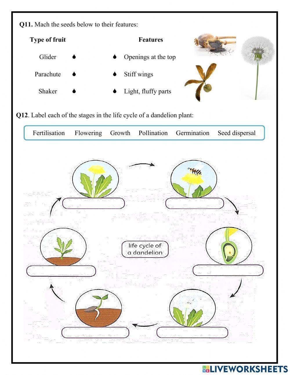 Unit 1 Life Cycle Of A Flowering Plant Raziya Noor Worksheets Library Unit 1 Life Cycle Of A Flowering Plant Raziya Noor Worksheets Library