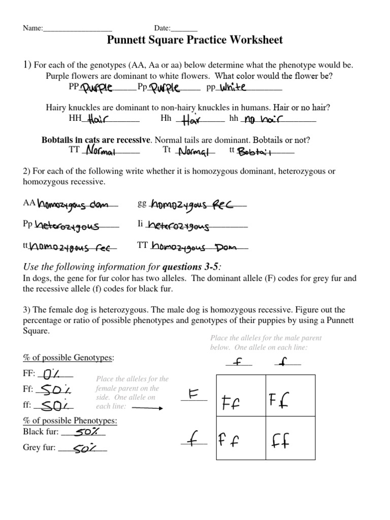 Updated Punnett Square Practice Worksheet Edited PDF Worksheets Library Updated Punnett Square Practice Worksheet Edited PDF Worksheets Library