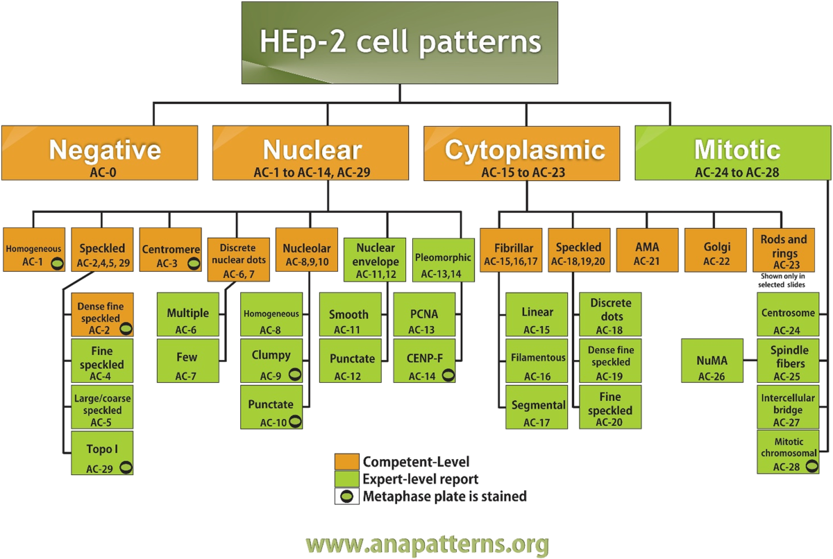 nuclear speckled ana pattern