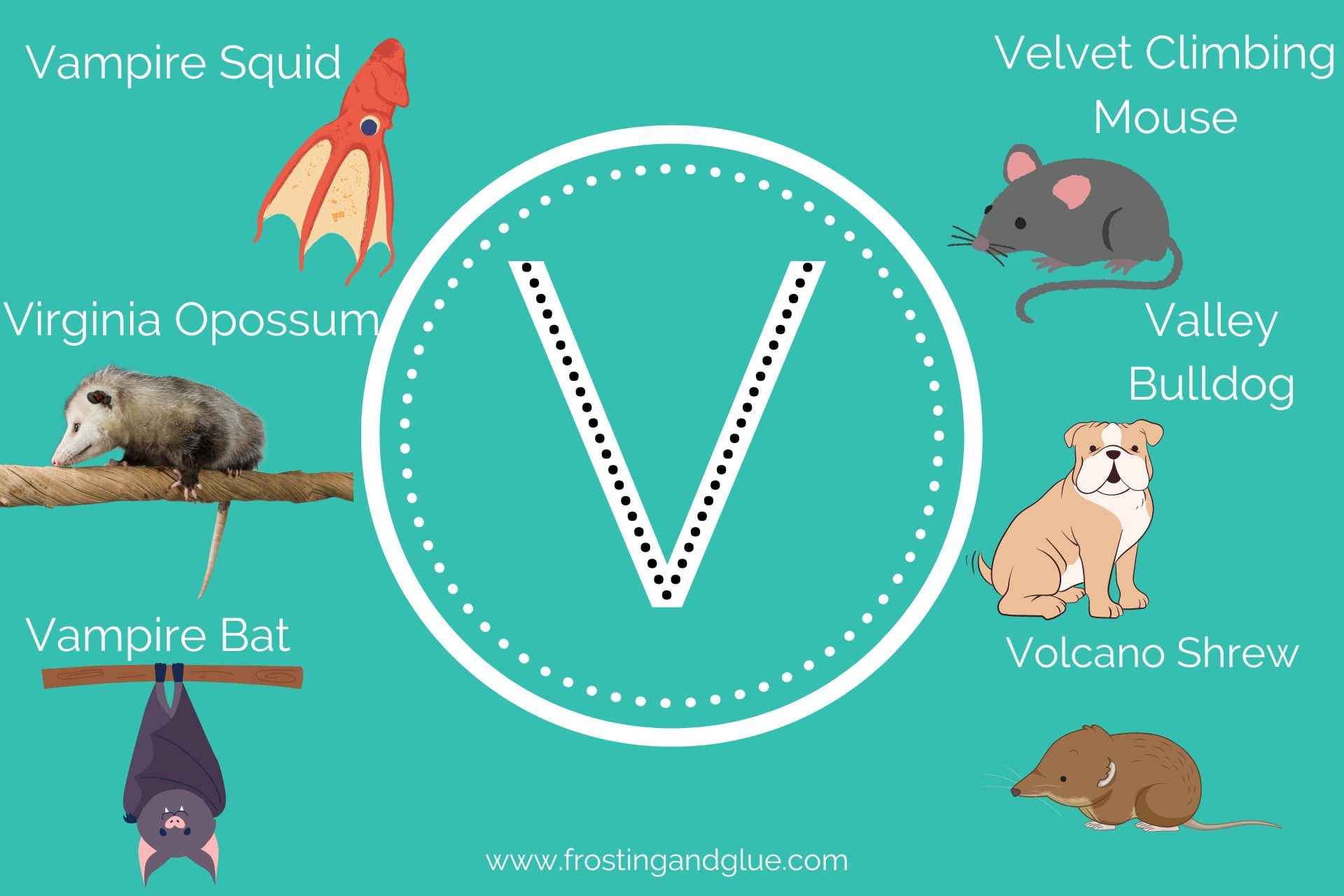 Venture Into The Wild A Closer Look At Animals That Start With V Venture Into The Wild A Closer Look At Animals That Start With V