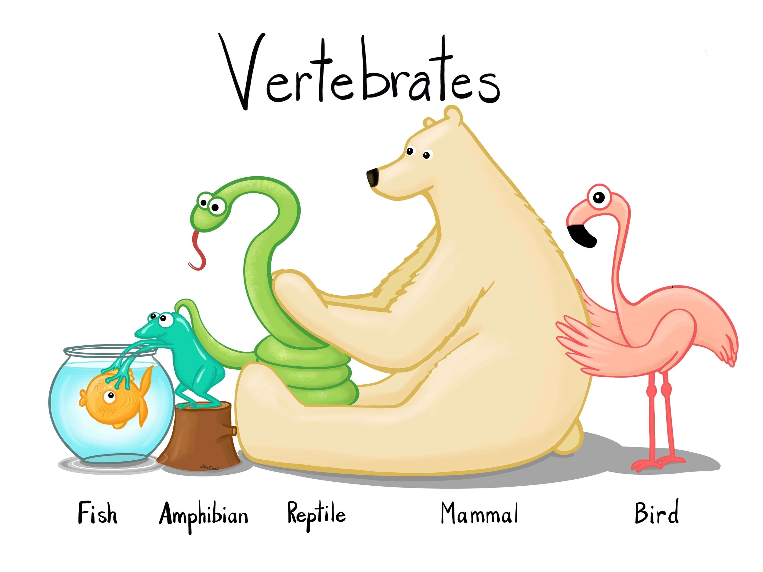 Vertebrates Animals With Backbones Jolie Canoli Vertebrates Animals With Backbones Jolie Canoli
