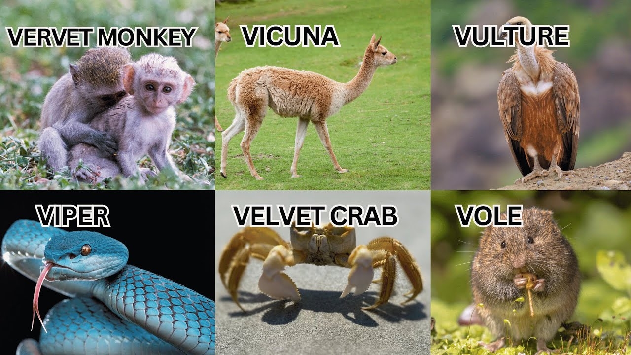 Vibrant V Youngsters 10 Baby Animals Starting With V For Kids YouTube