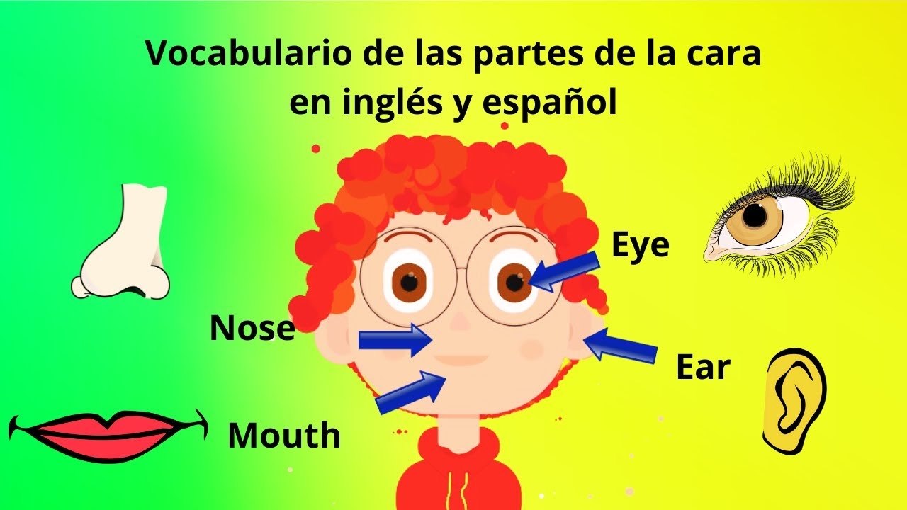 VOCABULARIO DE LAS PARTES DE LA CARA EN INGL S Y ESPA OL INGL S PARA NI OS PARTES DE LA CARA YouTube
