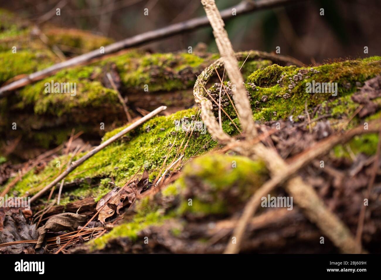 Woodland Log Moss Decomposer Hi res Stock Photography And Images Alamy