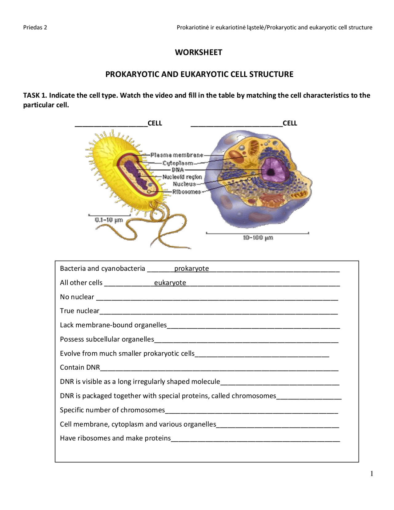 WORKSHEET PROKARYOTIC AND EUKARYOTIC CELL Exams Cell Biology Worksheets Library WORKSHEET PROKARYOTIC AND EUKARYOTIC CELL Exams Cell Biology Worksheets Library
