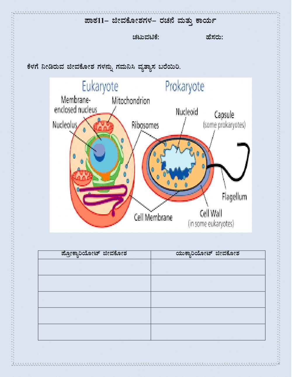 Writing Differences Between Prokaryotic And Eukaryotic Cell Worksheets Library Writing Differences Between Prokaryotic And Eukaryotic Cell Worksheets Library