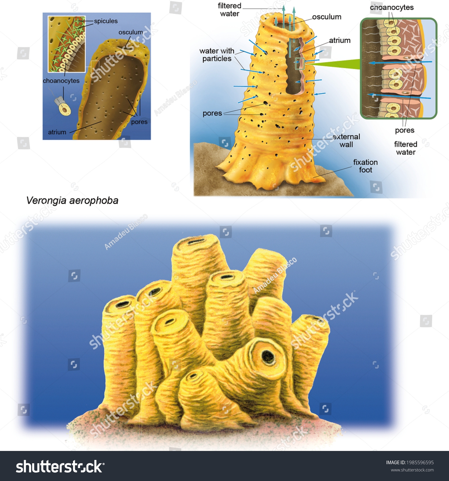 Zoology Invertebrates Porifera Sponges Internal Anatomy Stock Illustration 1985596595 Shutterstock Zoology Invertebrates Porifera Sponges Internal Anatomy Stock Illustration 1985596595 Shutterstock