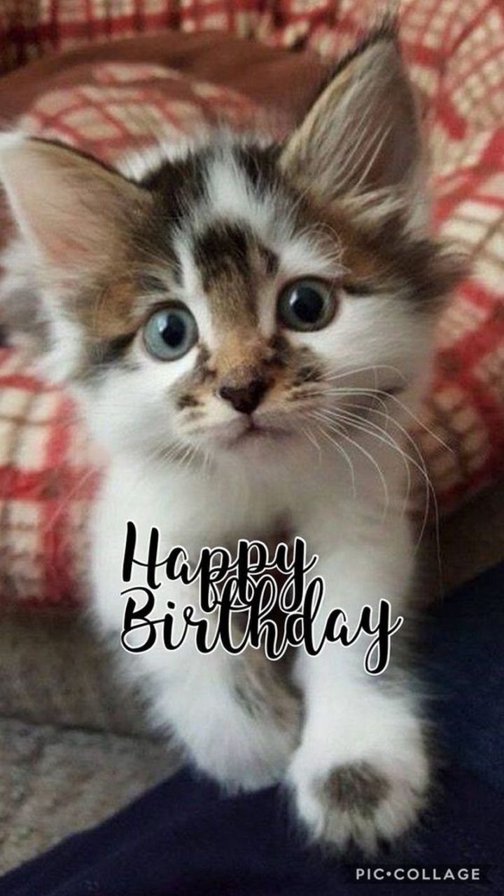 funny cat happy birthday images funny cat happy birthday images