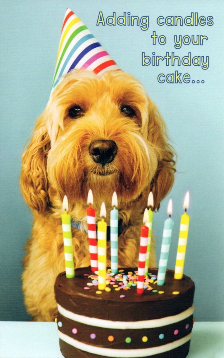 Cute HAPPY BIRTHDAY Card Cockapoo Labradoodle Dog Cake Stockwell Greetings EBay Cute HAPPY BIRTHDAY Card Cockapoo Labradoodle Dog Cake Stockwell Greetings EBay