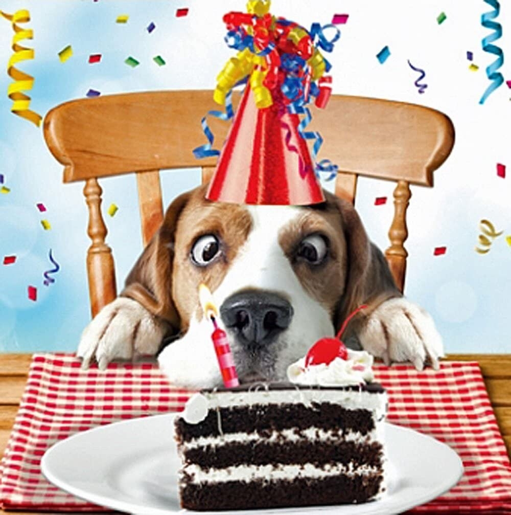 Funny Sniff The Cake Dog Birthday Card Fun Tracks Beagle Design For Kids EBay Funny Sniff The Cake Dog Birthday Card Fun Tracks Beagle Design For Kids EBay