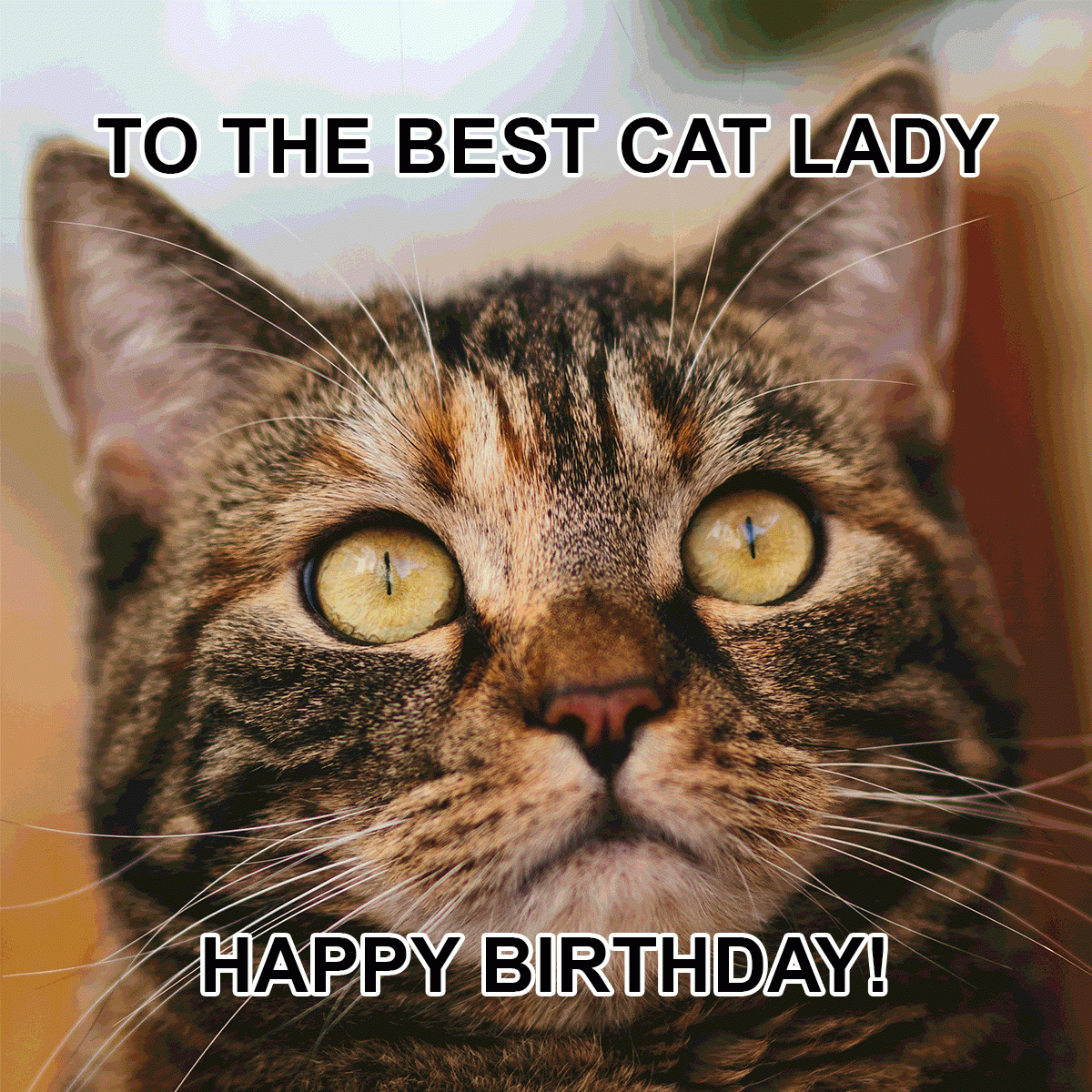Happy Birthday Cat Meme For Her In GIF JPG PNG Illustrator PSD Download Template Happy Birthday Cat Meme For Her In GIF JPG PNG Illustrator PSD Download Template