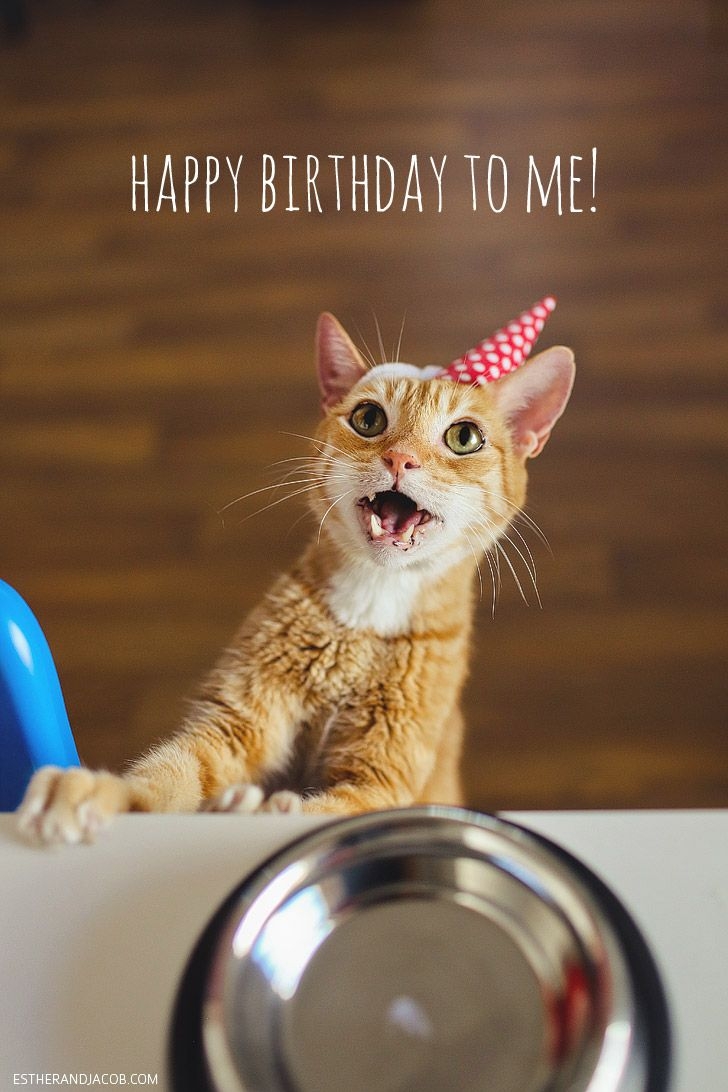 Happy Birthday To Us A Cat Birthday Celebration Happy Birthday To Us A Cat Birthday Celebration