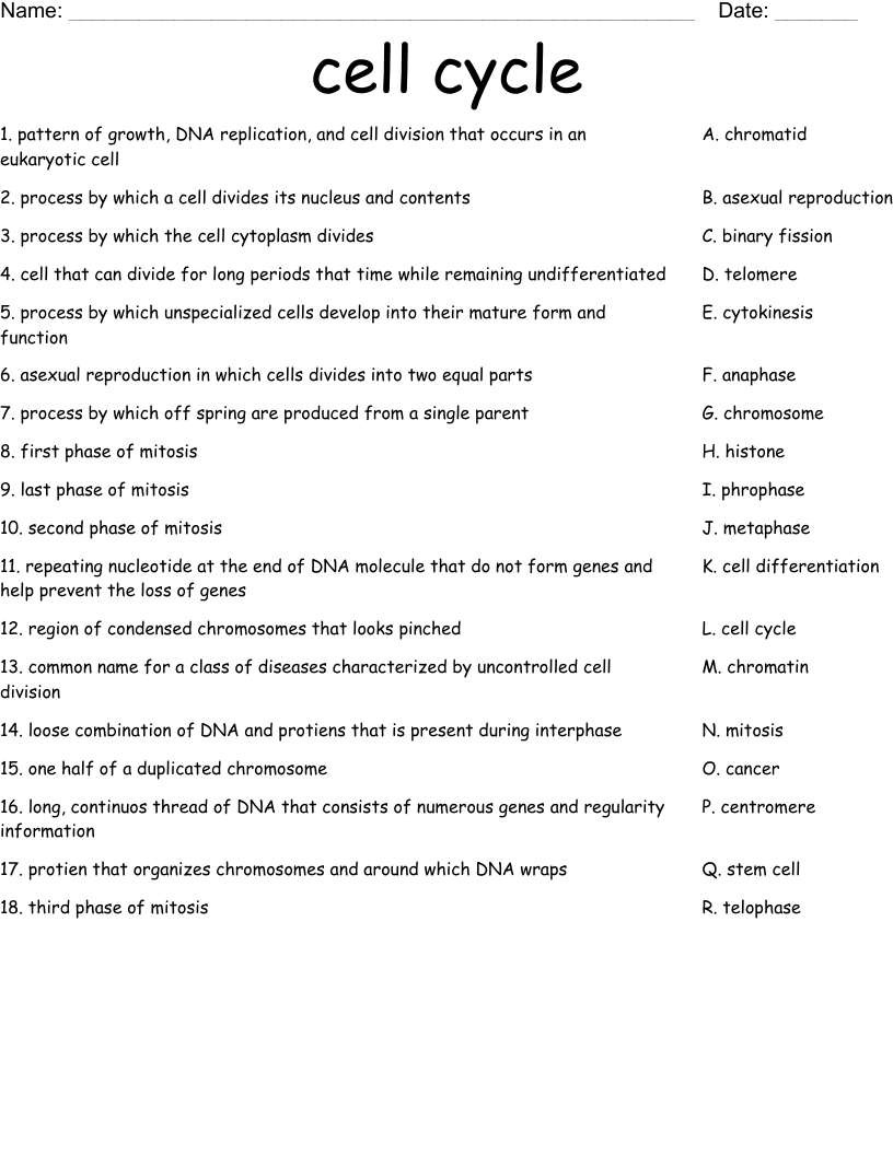 Cell Cycle Worksheet WordMint Cell Cycle Worksheet WordMint