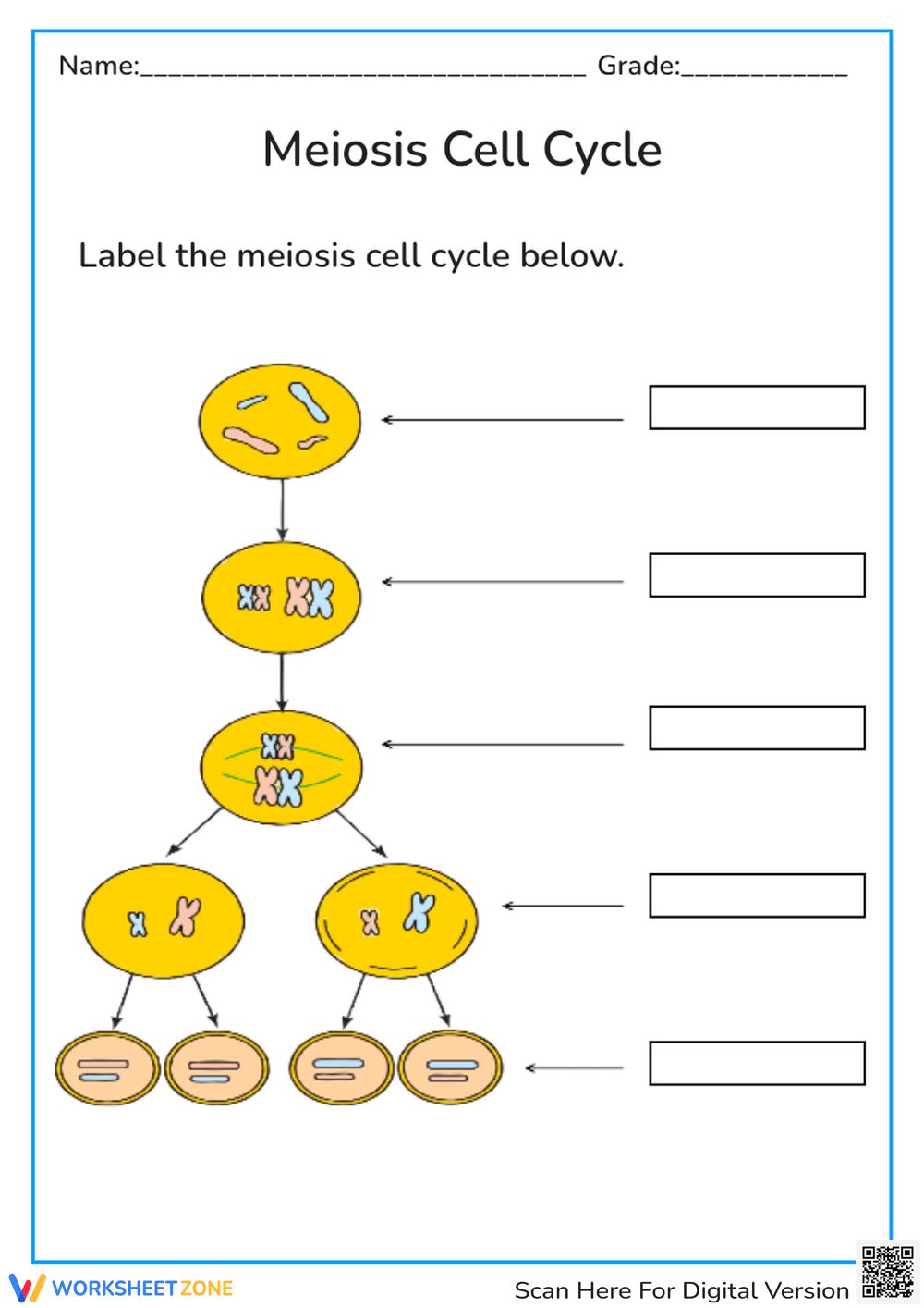 Cell Structure And Function Worksheets For Biology Basics Cell Structure And Function Worksheets For Biology Basics