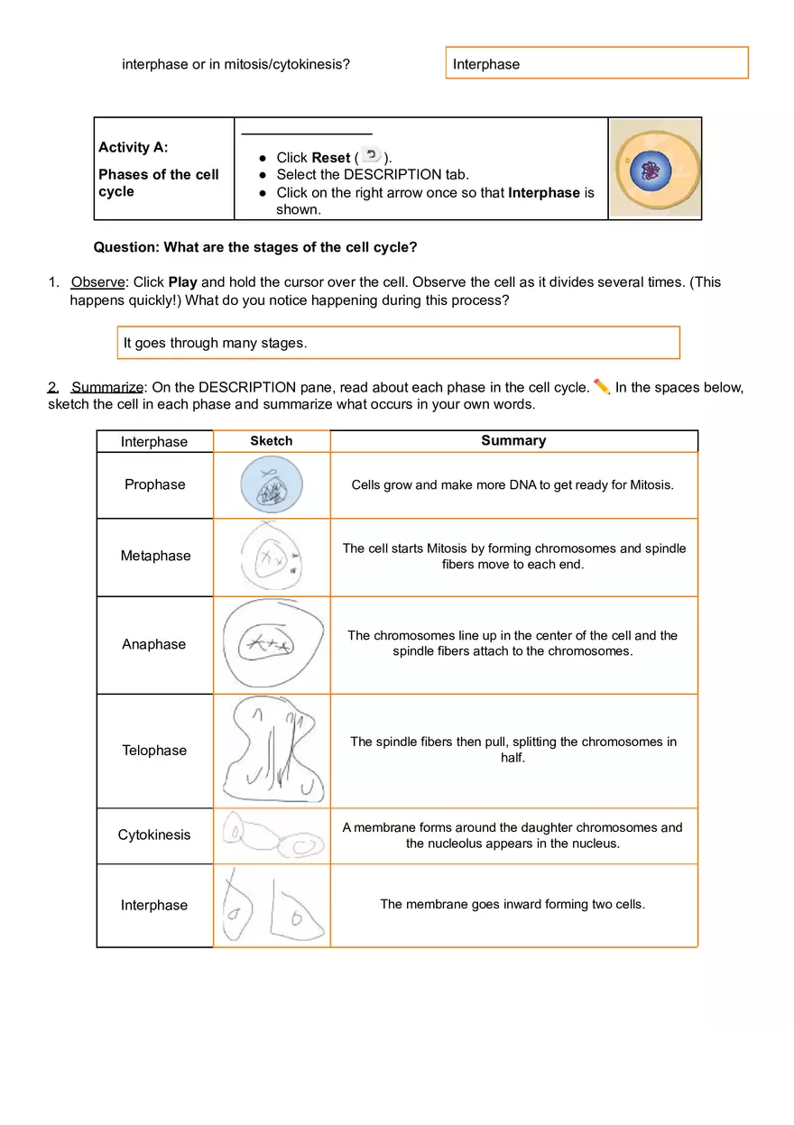cell division worksheet cell division worksheet